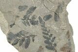 Pennsylvanian Fossil Fern (Neuropteris) Plate - Kentucky #252387-1